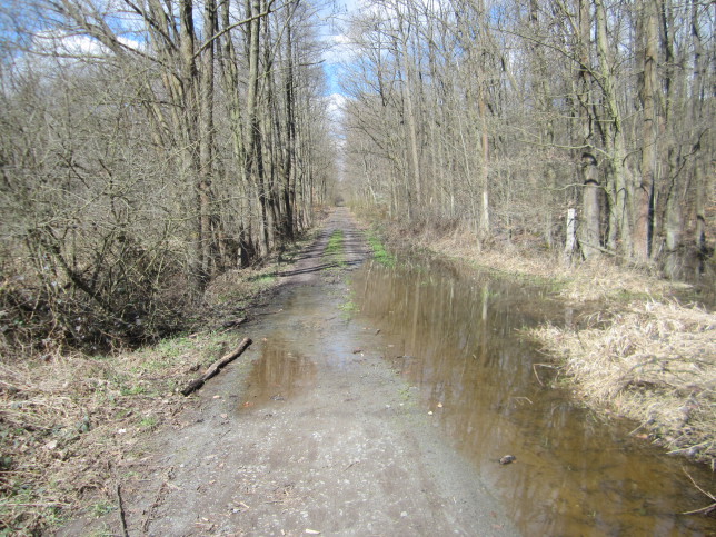 Überfluteter Waldweg auf dem Weg nach Messel (Bild: Klaus Dapp)