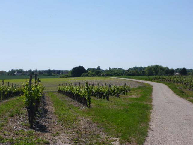 Wein"berge" auf dem Weg nach Blois (Bild: Klaus Dapp)
