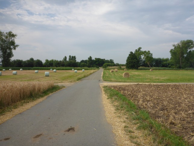 Abgeerntete Felder im Hessischen Ried (Bild: Klaus Dapp)