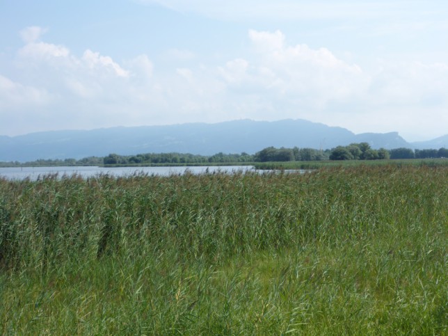 Natura 2000 Gebiet am alten Rheindelta (Bild: Klaus Dapp)