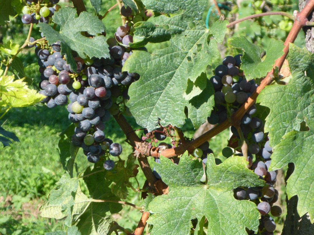 Weintrauben südlich von Udine (Bild: Klaus Dapp)