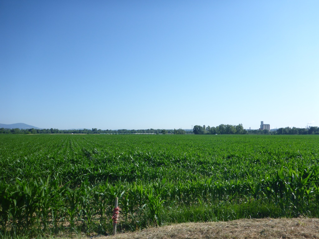 Maisfeld in der Rhonebene (Bild: Klaus Dapp)