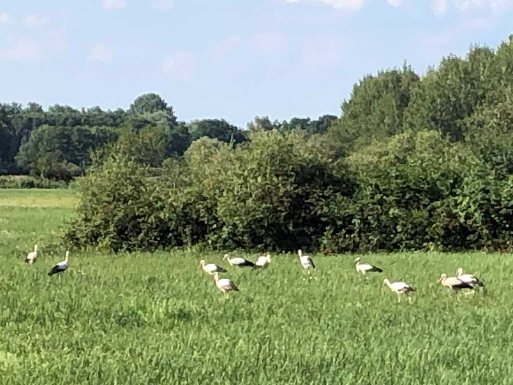 Störche im Hessischen Ried westlich von Griesheim (Bild: Klaus Dapp)