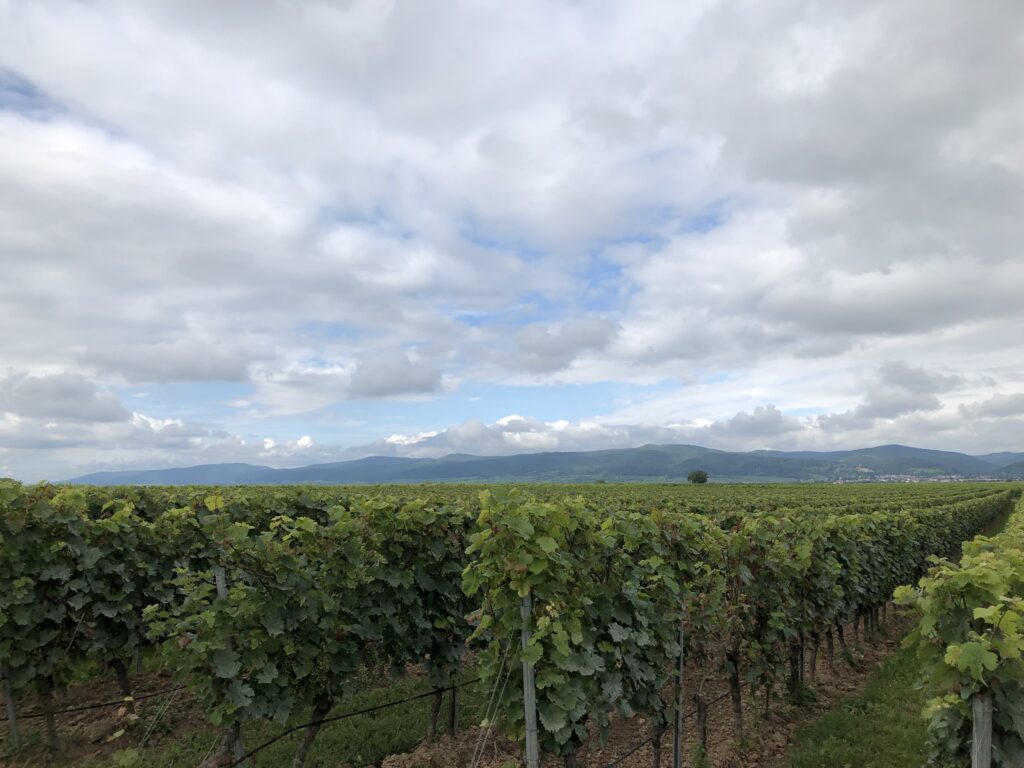 Blick über die Weinfelder (Bild: Klaus Dapp)